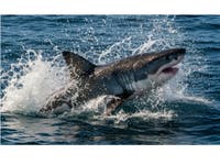 Video: Shark Chases Surfer, Ushering In CA's Shark Summer