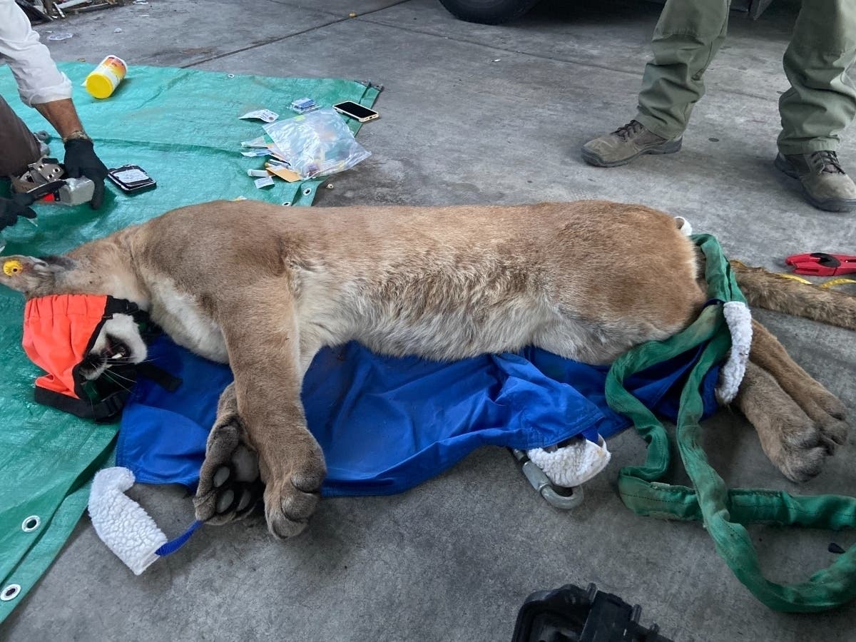 The mountain lion was seen hiding under a vehicle near an apartment complex, according to the the Escondido Police Department.