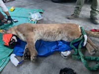Home Of Kristin Smart Killer's Mom Searched | Lion Rests Under Car | Sheriff Auctions Cars, Jewels: Patch PM