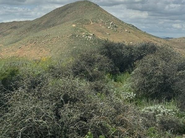 Palmer’s oak, known to be the world’s oldest living oak, in Jurupa Valley. 