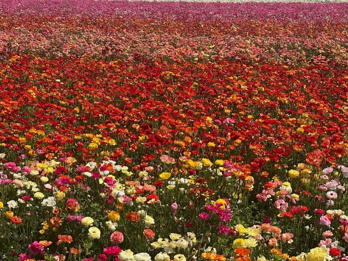The Flower Fields at Carlsbad Ranch will stay open through Sunday. 
