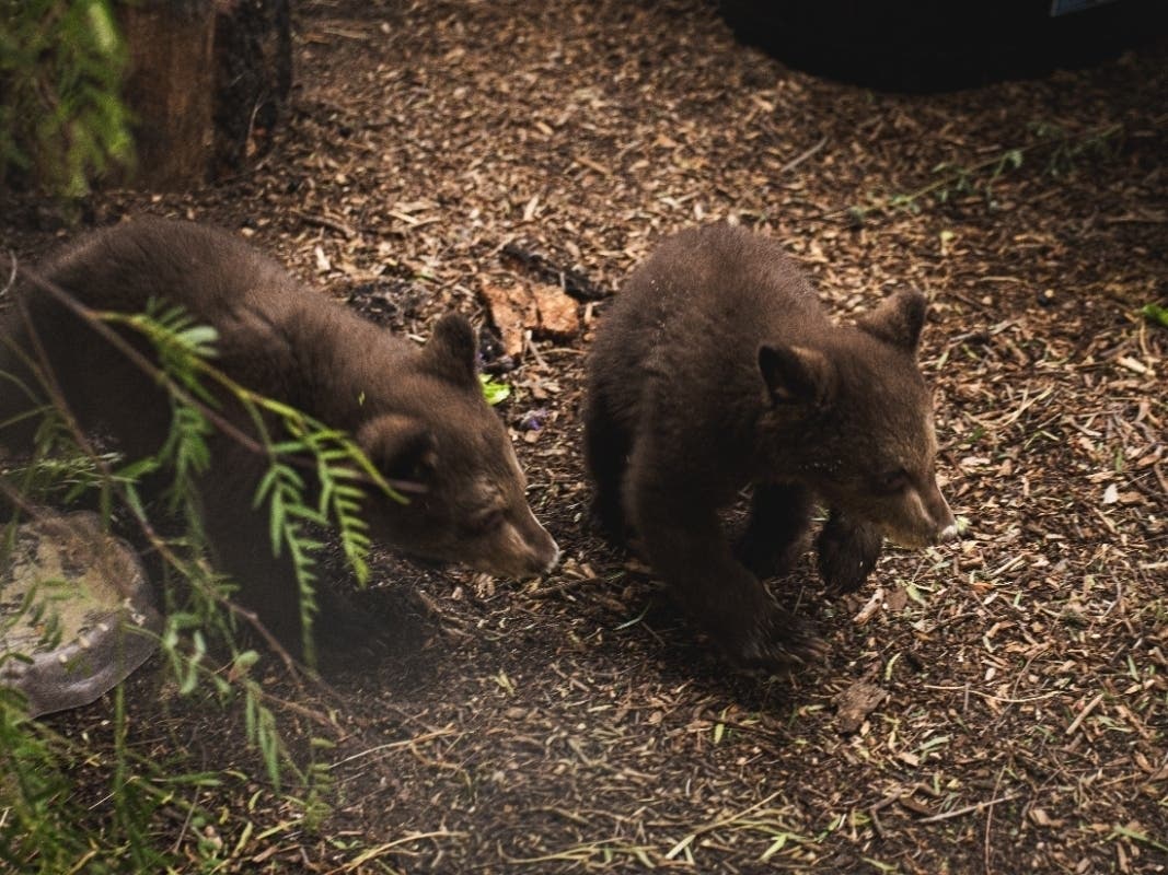 Officials said the cubs will be introduced to a larger habitat, with continued access to the den, once they acclimate to their new surroundings.