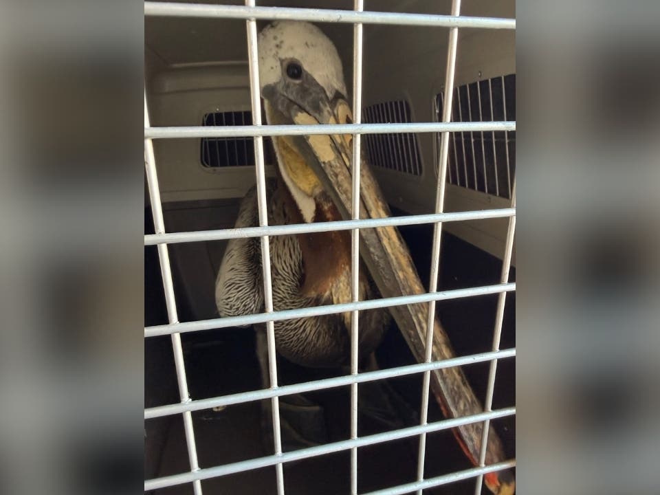 Police said the pelican is receiving treatment at the International Bird Rescue.