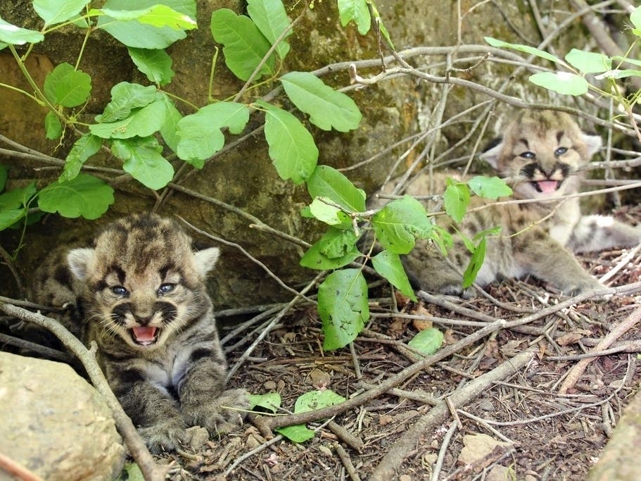 California Mountain Lion Kittens