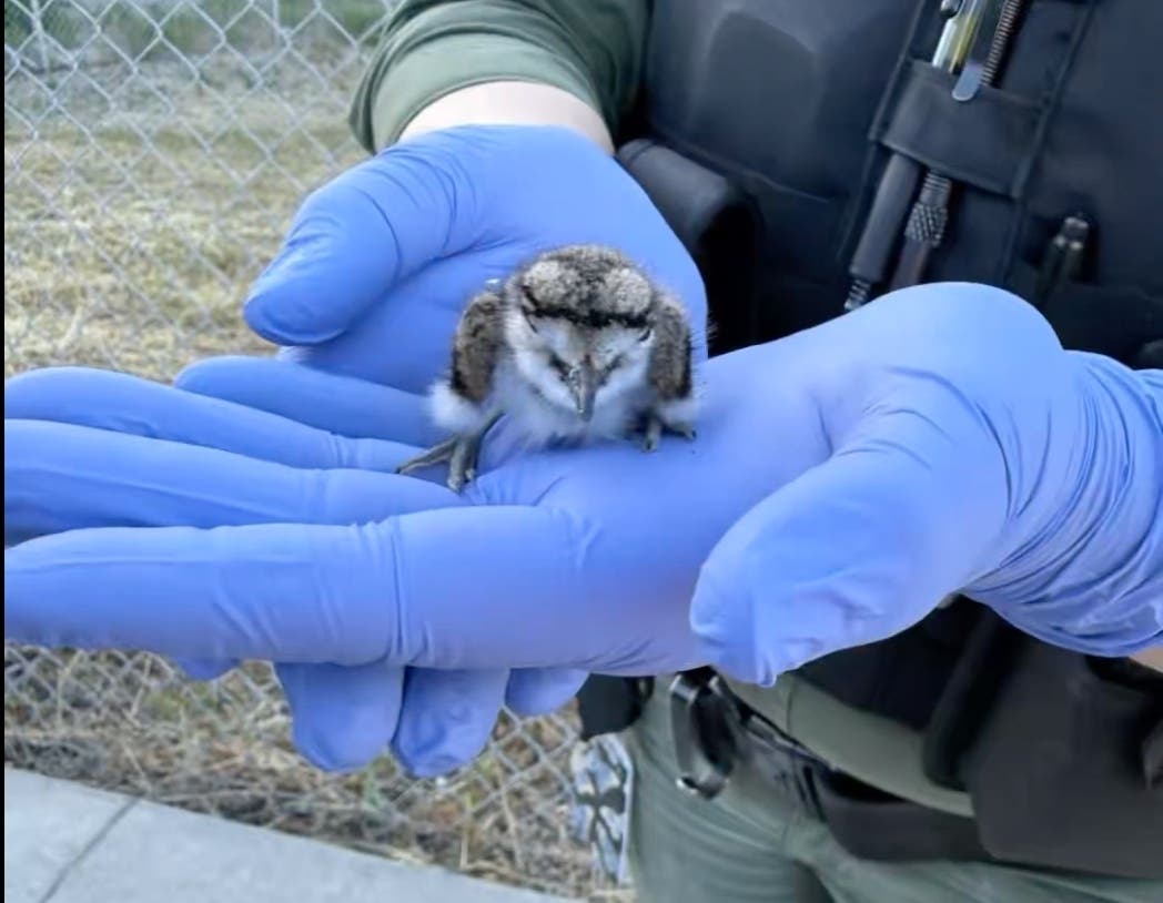 A baby killdeer is rescued from a storm drain.