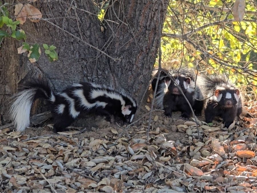 The skunks were released at a remote site in Valley Center.