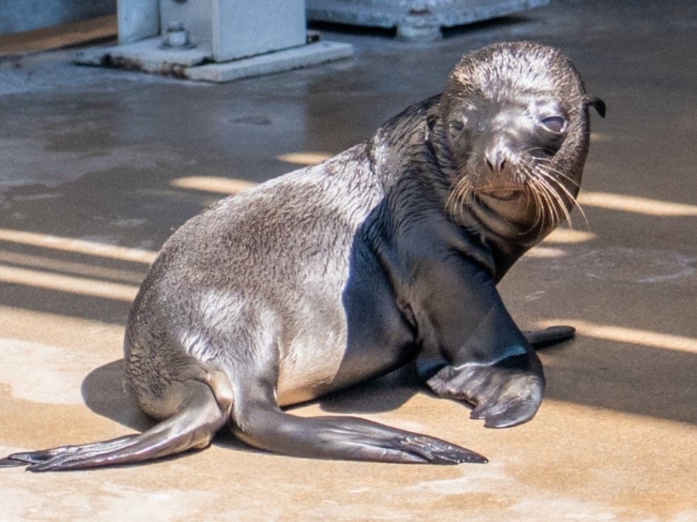 SeaWorld San Diego Welcomes Dolphin Calf, Sea Lion Pup