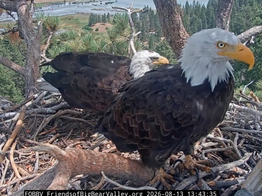 Shadow, right, with KD-1, behind. KD-1's crown feathers are almost fully white.