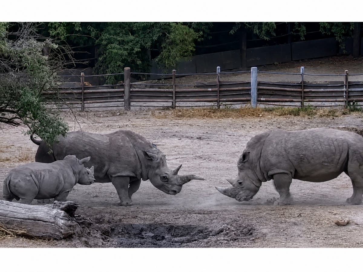 The first shared-habitat introduction at the Safari West wildlife preserve brought an adult male rhino face-to-face with rhino mom Eesha and her calf.