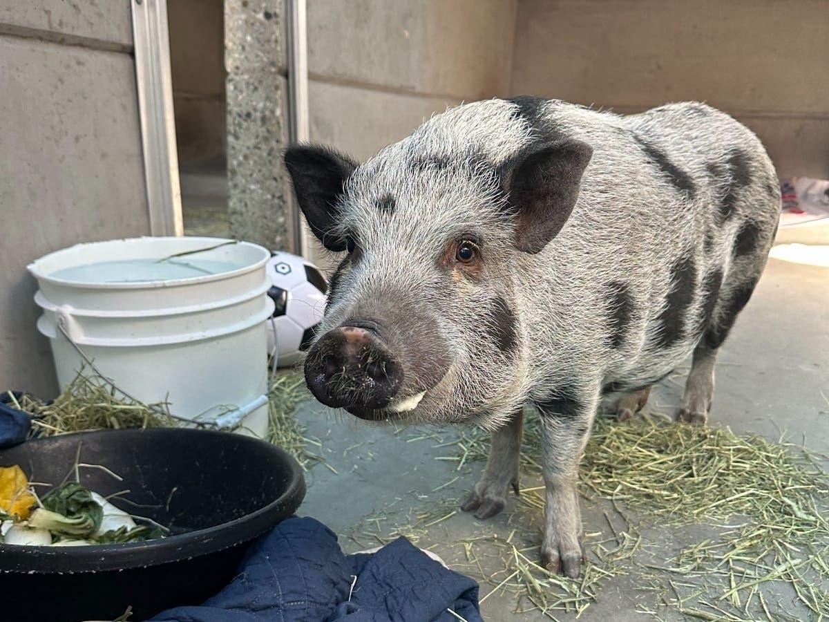 Honey is a friendly 100-pound pig whose previous guardian could no longer care for her, according to Pasadena Humane.