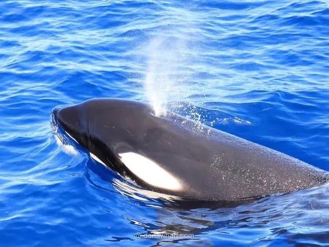 The pod of 13 whales — and two calves — were seen just a few miles offshore on Monday.