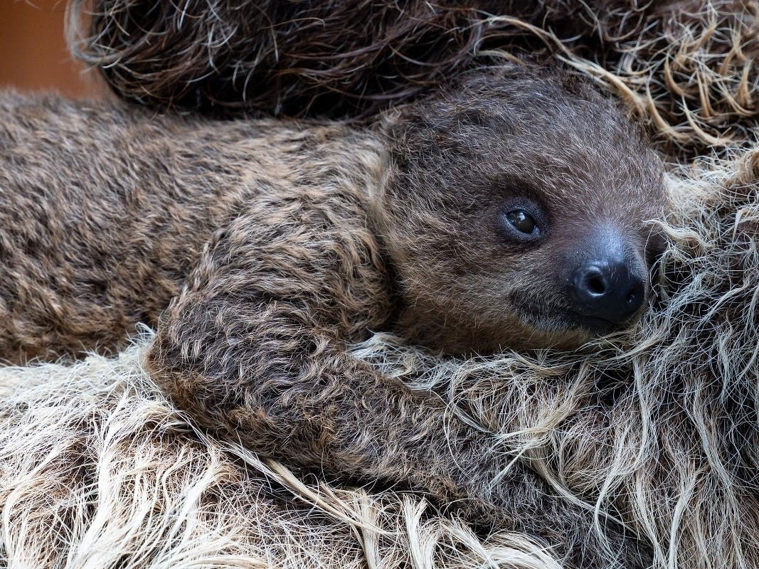 The pup was born Aug. 16 to a sloth named Xena, according to the San Diego Zoo.