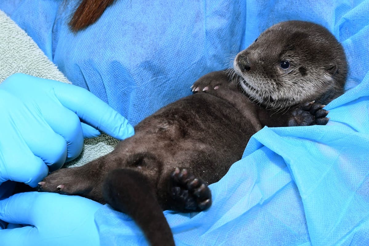 Brookfield Zoo staff made the difficult decision to euthanize the otter pup, which was being hand-reared.
