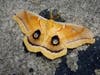 This giant moth was found in a backyard this week near 98th and Washtenaw. 