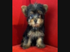 A toy Yorkshire terrier was stolen in a break-in at an Arlington Heights pet store.
