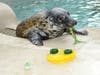 Peanut, a grey seal at Brookfield Zoo, seemed to enjoy her St. Patrick’s Day treat of frozen ice and gelatin along with green dyed squid.