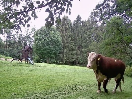 The Barrington Hills Police Department is urging residents not to approach the bull and to call 911 if you do see it. It was first reported wandering an area near Route 62 and Old Sutton Road and was most recently spotted about a half-mile north of there.