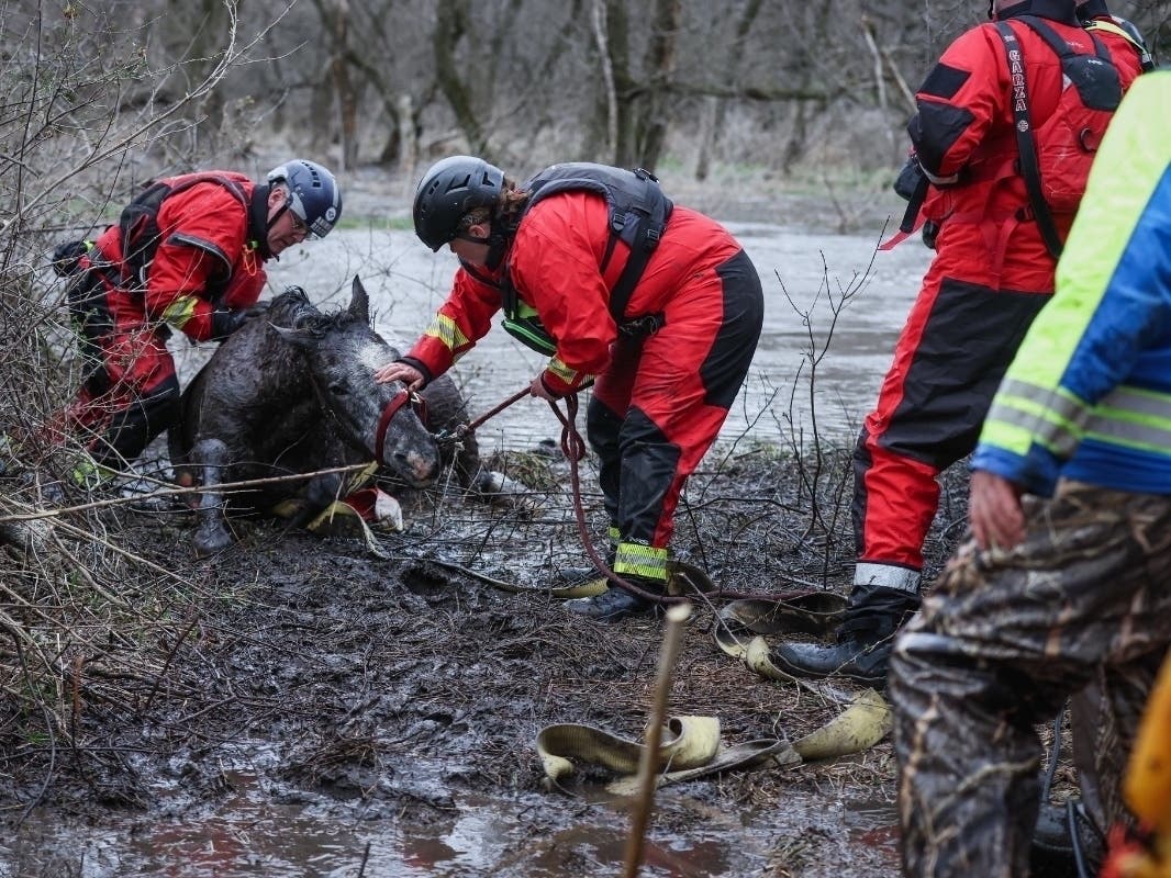 A horse trapped in a flooded creek was brought to safety during a harrowing hours-long rescue Saturday, according to authorities.
