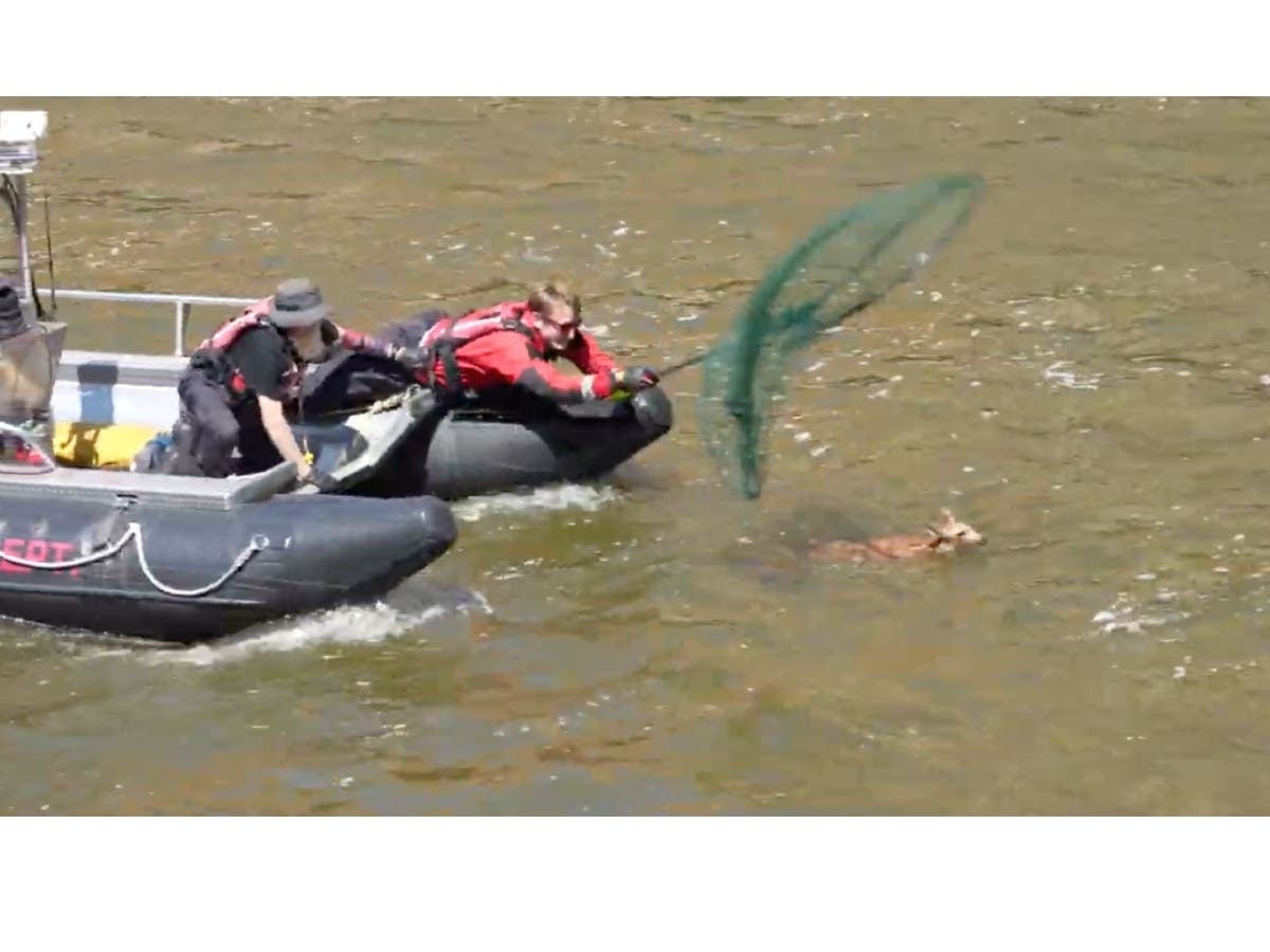 Members of the Aurora Fire Department attempt to rescue a fawn from the Fox River this week.