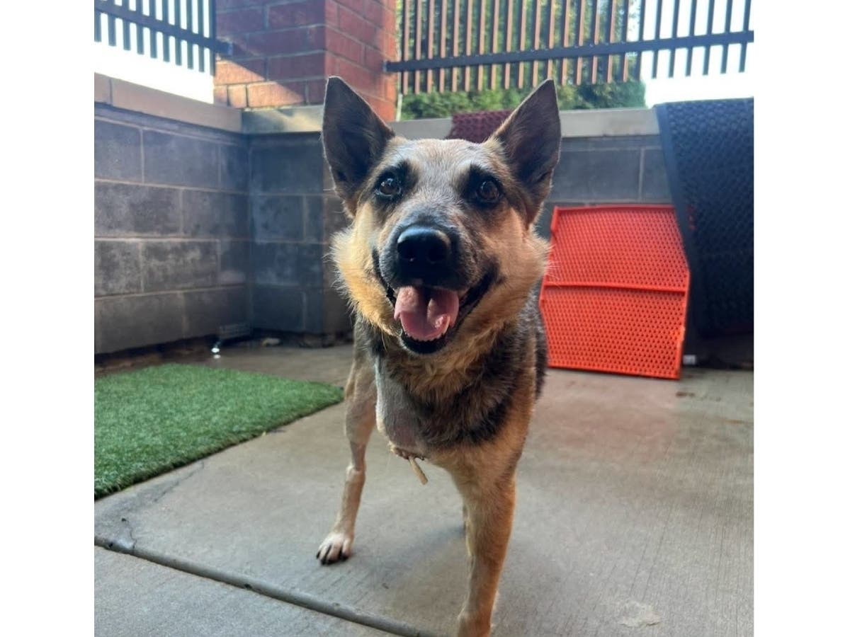 Mercy the German shepherd/cattle dog mix was saved thanks to the efforts of the community after she was hurt near I-355.