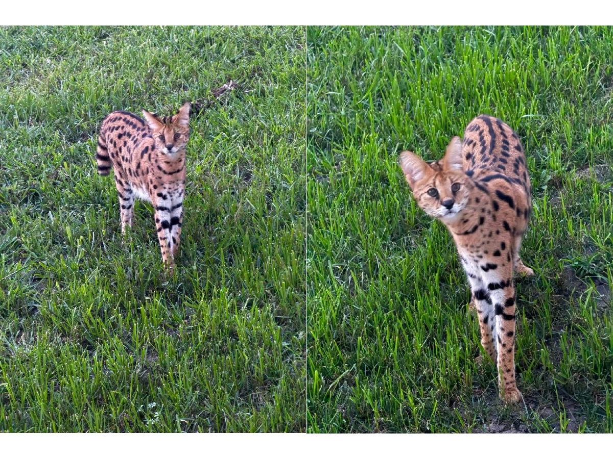 As an escaped serval remained on the loose Monday, officials said, "We would like to remind the public, DO NOT APPROACH THIS ANIMAL! It has been spotted on one of our cameras, and we are getting close!"