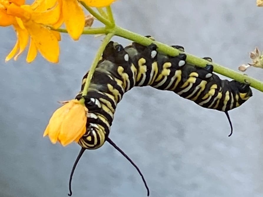 A caterpillar inches up a flower. 