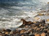 A sea lion pup returns to the ocean. 