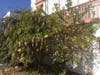 A lemon tree grows in Redondo Beach. 