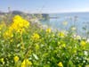 Flowers bloom along the coast. 