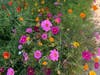 Wildflowers bloom in Redondo Beach. 