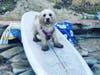 Kayla's dog, Daisy, gets ready to hit the waves. 