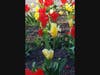 Tulips begin to bloom. 