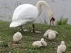 A swan family heads to the water.