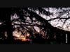 The sun pops through the trees. 
