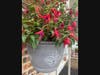 Flowers bloom in a pot. 