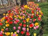 Bright red, pink and yellow tulips bloom. 
