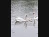 A swan family swims together. 