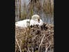 A mother swan sits near the water.