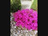 Reader Anna Bafia captures a bright, floral bloom.