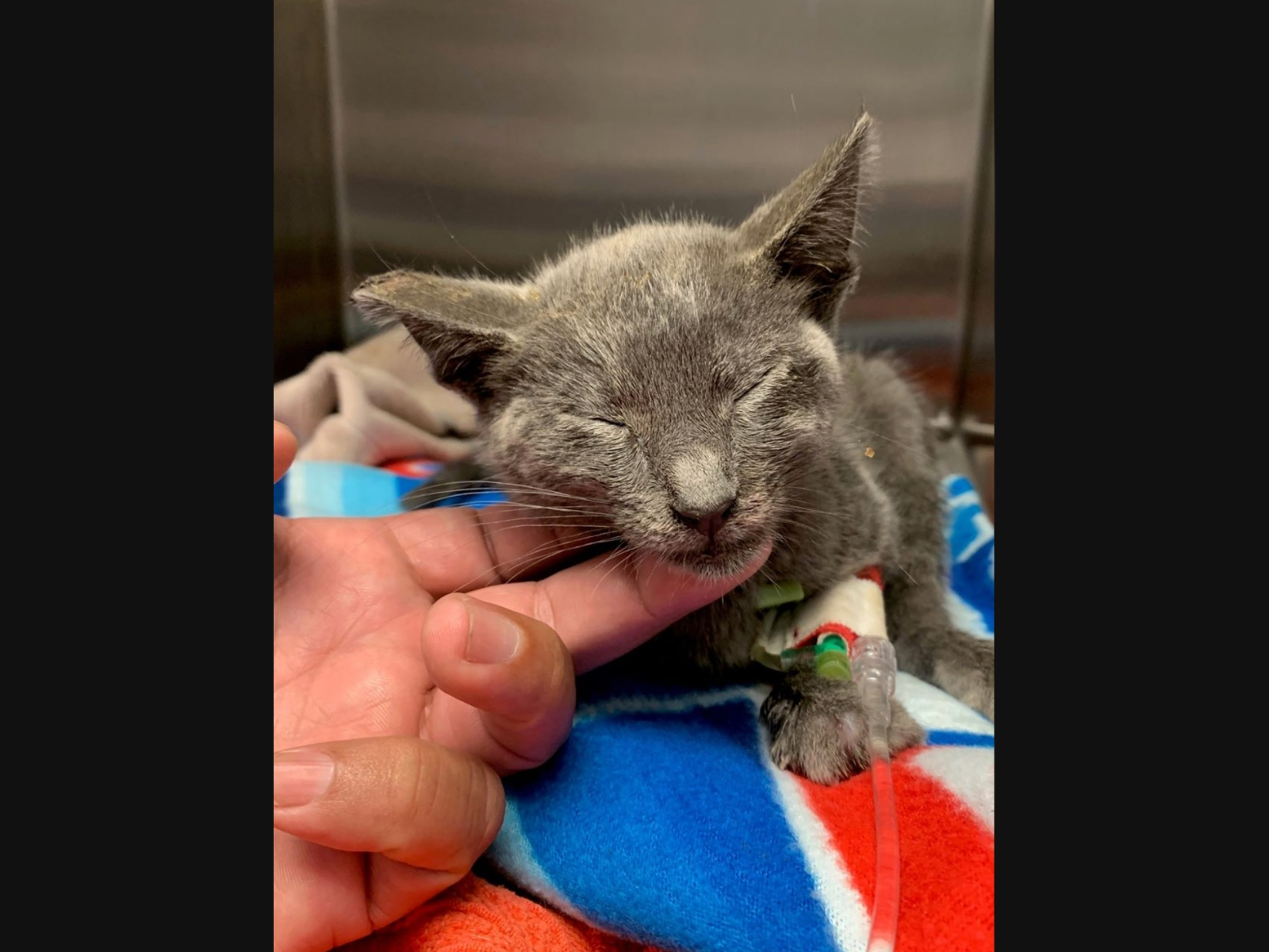 Police are searching for a suspect who threw a kitten from a car into moving traffic. 