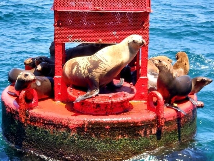 A group of California sea lions hang out in Marina del Rey.
