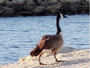 A Canadian goose walks along the water in Marina del Rey.