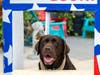 Puppy Kissing Booth!