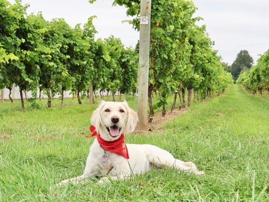 https://patch.com/img/cdn20/users/764837/20260908/092006/styles/patch_image/public/penns-woods-winery-vineyard-vineyard-dog-vino-2___08091940216.png