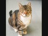 Cats like diabetic Chicken Nugget are looking for love, and visitors will have the chance to sponsor their care.