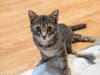 Feline Valentines like Willow, a paraplegic kitten, will lavish visitors with love at Tabby's Place.