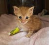 You can save a frail orphan like Bode