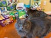 Beloved Perry, the Tabby's Place cat for whom Perry's Pantry is named