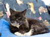 Donations will help save at-risk seniors like Tux, age 23