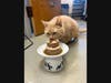 At Tabby's Place, senior cats like Steven are celebrated every day. (Pictured here, Steven enjoys his handmade 16th birthday cake.)